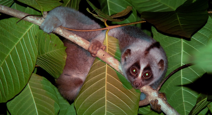 Temporal Variation in the Behaviors of Slow Lorises